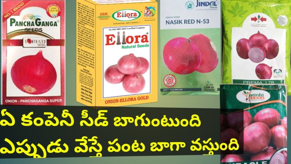 How to Choose the Best Onion Seeds: Top Seed Companies and Tips ఉల్లి విత్తనాలు మంచి సీడ్ ఏది