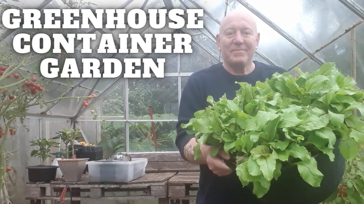 Greenhouse Container Garden [Gardening Allotment UK] [Grow Vegetables At Home ]