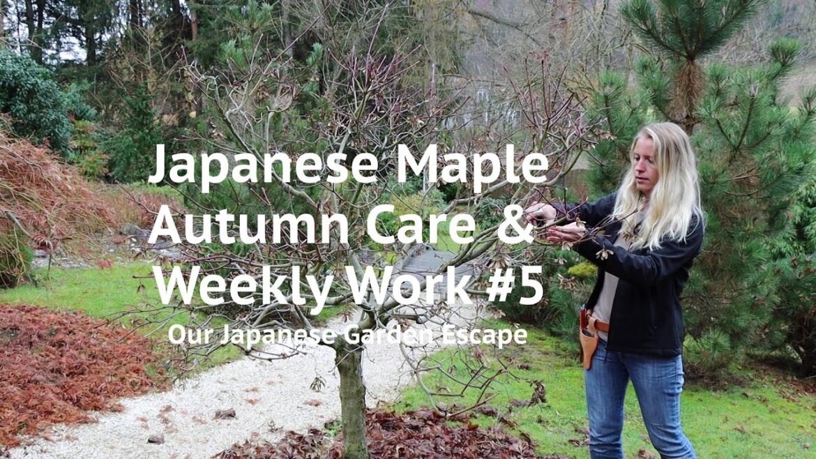 Japanese Maple Autumn Care & Weekly Work – Episode 5 | Our Japanese Garden Escape Japanese Maple Autumn Care & Weekly Work - Episode 5 | Our Japanese Garden Escape
