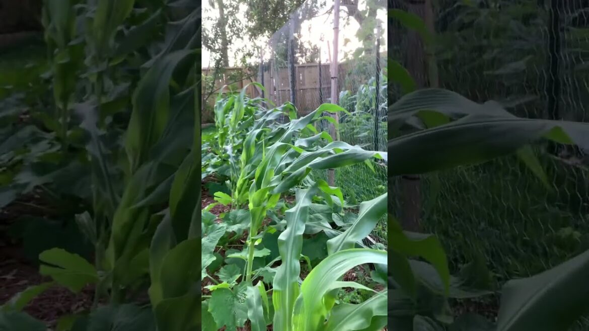 Backyard garden and Estrellita 🥰 #backyardgardening #unprofessional #whitecat #cats