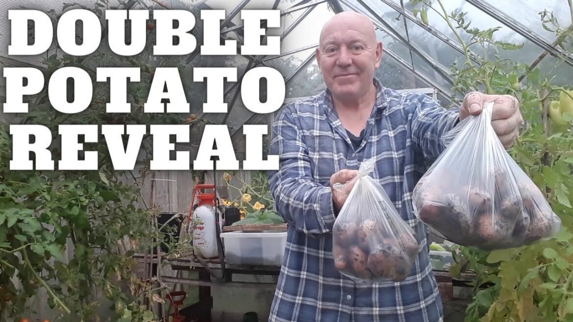 Double Potato Reveal The Last Of 2023 [Gardening Allotment UK] [Grow Vegetables At Home ]