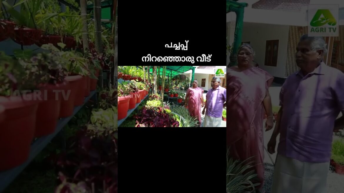 ചെടികളെ മക്കളെ പോലെ സ്നേഹിക്കുന്ന ദമ്പതികൾ.. ഒപ്പം ആരും കൊതിക്കുന്ന ഒരു പൂന്തോട്ടവും ചെടികളെ മക്കളെ പോലെ സ്നേഹിക്കുന്ന ദമ്പതികൾ.. ഒപ്പം ആരും കൊതിക്കുന്ന ഒരു പൂന്തോട്ടവും