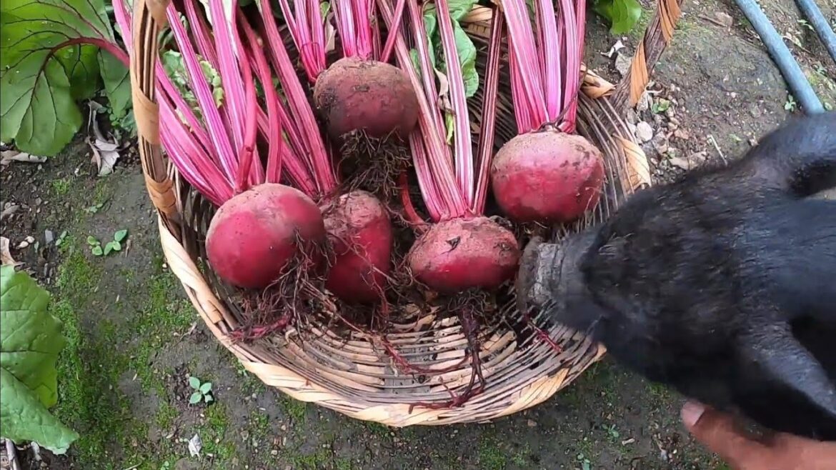 How To Grow Beetroots From Seed (Garden Ideas) How To Grow Beetroots From Seed (Garden Ideas)