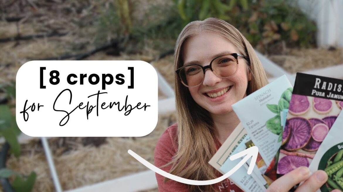 8 Crops I’m Sowing NOW in my September Garden // Oklahoma Garden Zone 7a 8 Crops I'm Sowing NOW in my September Garden // Oklahoma Garden Zone 7a