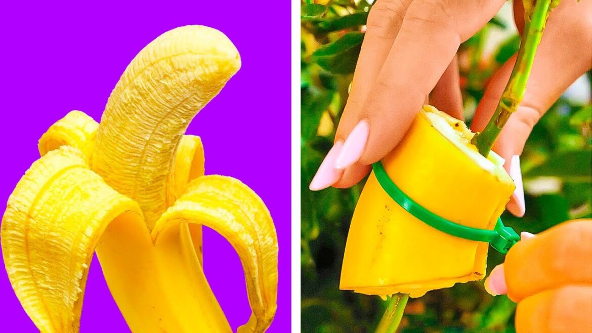 Budget-friendly gardening hacks for your home 🌳