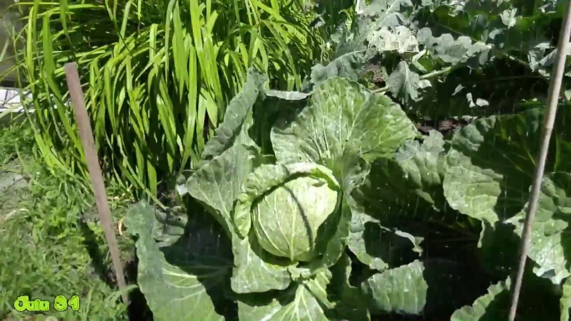 Vegetable Gardening Series pt4 Dill+Cabbage Harvest, Carrot Blight? (2016)