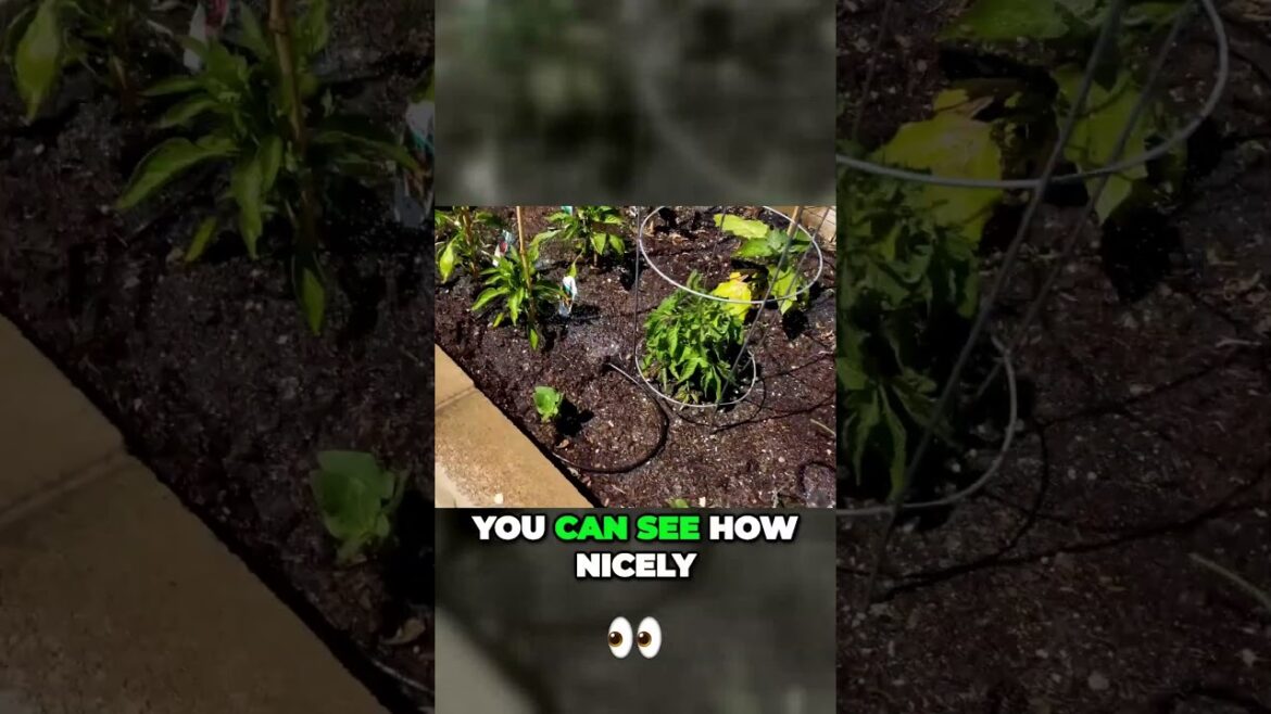 Revolutionary Drip System: Save Water, Nurture Plants in 60 Secs | #Shorts