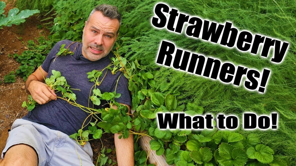 Never Buy Strawberry Plants Again!