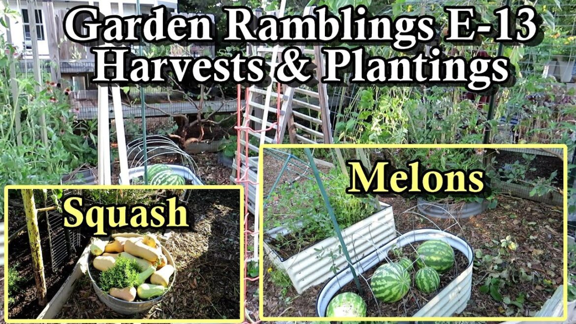 Cool Crops Are Planted, Onion Transplants, Harvests, and Changes: Garden Ramblings Tips & Tour E-13