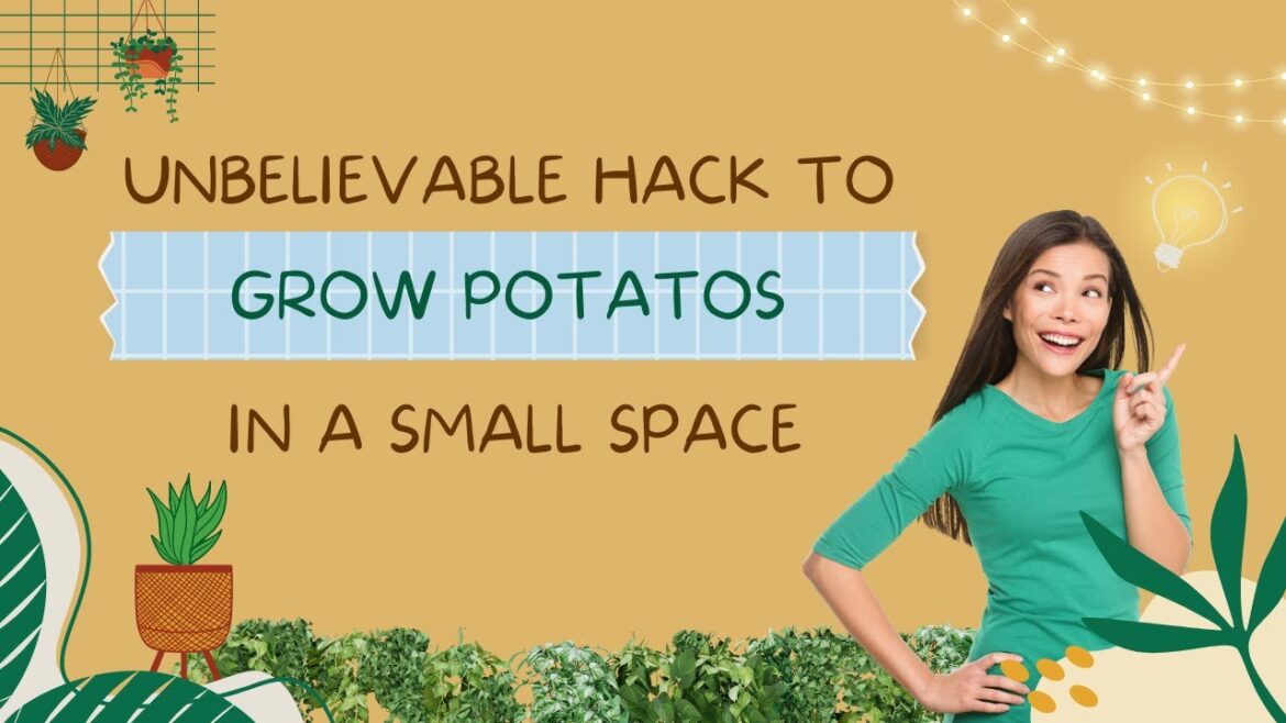 “Unbelievable Hack To Grow Potatoes in a Small Space!” #ContainerGardeningRevealed "Unbelievable Hack To Grow Potatoes in a Small Space!" #ContainerGardeningRevealed