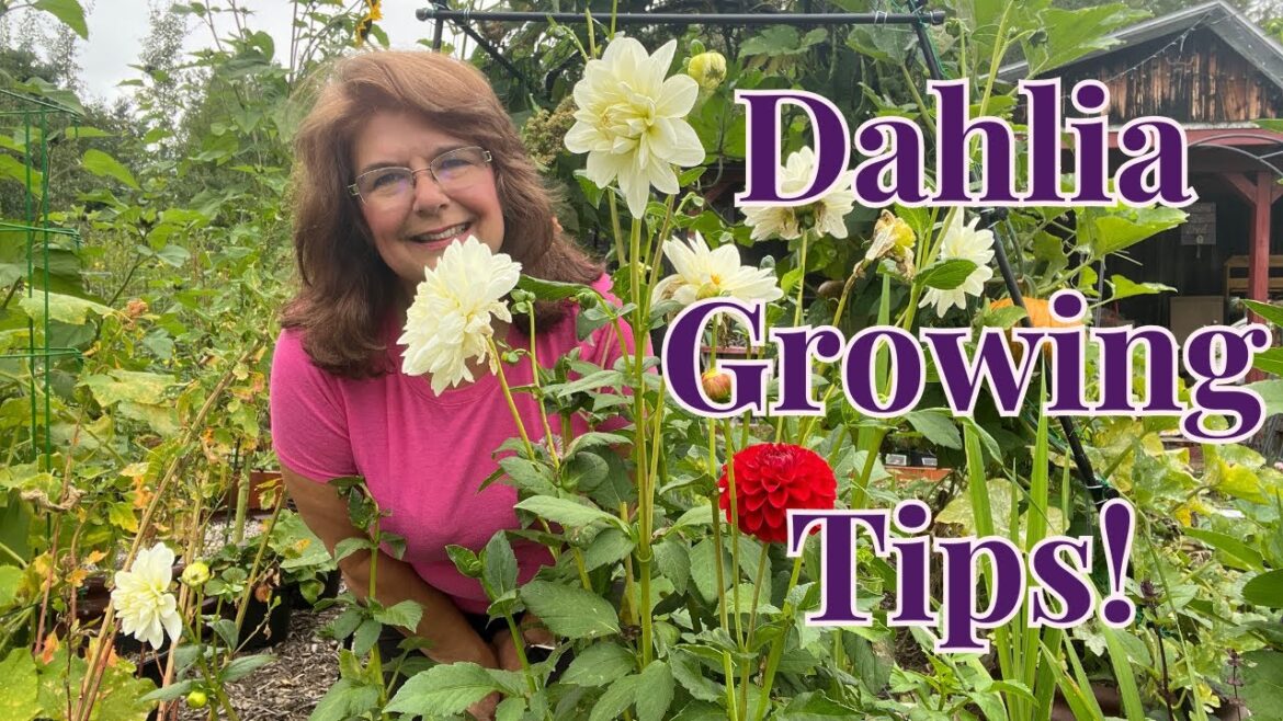 Dahlia Tubers Growing (in my Garden & Tips) // Gardening at the Simongetti North