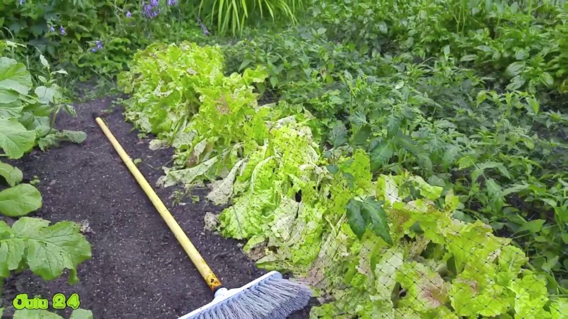 Vegetable Gardening Series pt3 Bean Harvest & Early Blight Deer + Groundhog Damage (2016 July)