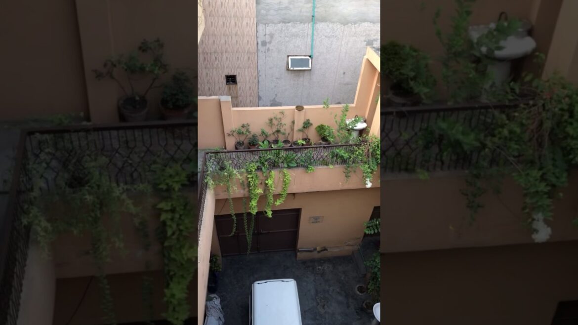 Organic Container garden tour | What is container gardening #plants #gardening #fruits #youtubeshort