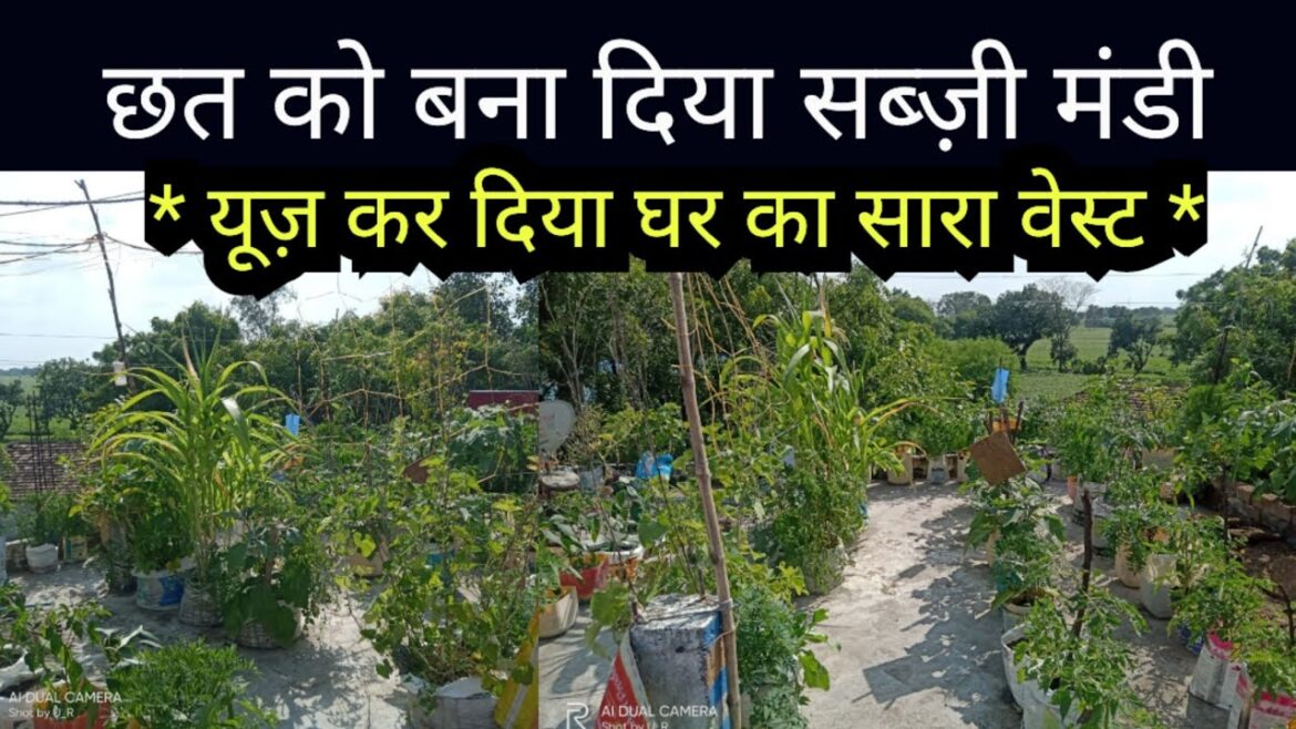 Terrace vegetable garden without budget || Terrace kitchen garden without budget Terrace vegetable garden without budget || Terrace kitchen garden without budget
