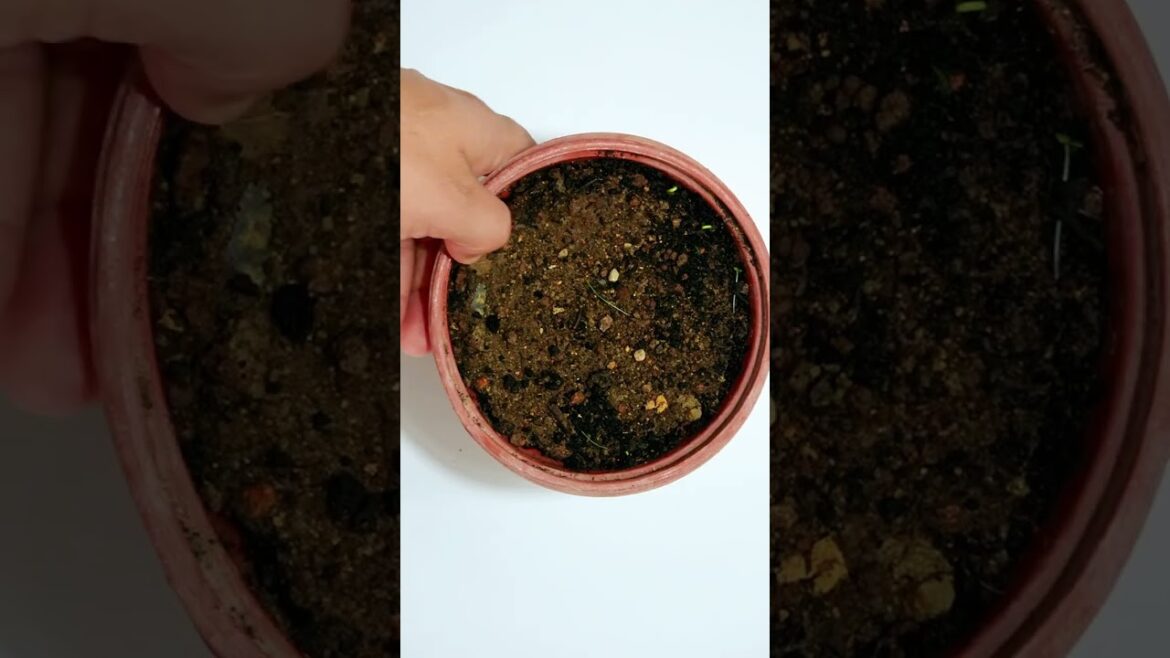 How to Grow Dragon Fruit | Garden tips