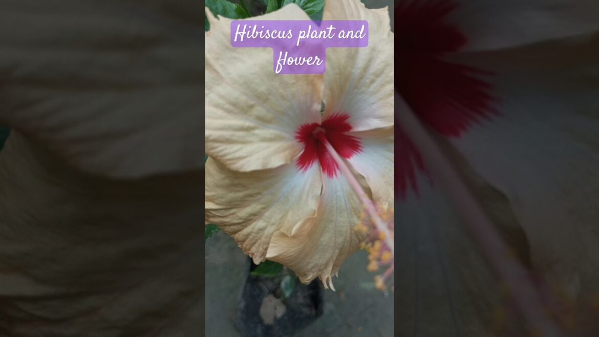 Hibiscus 🌺plant and flower #shorts