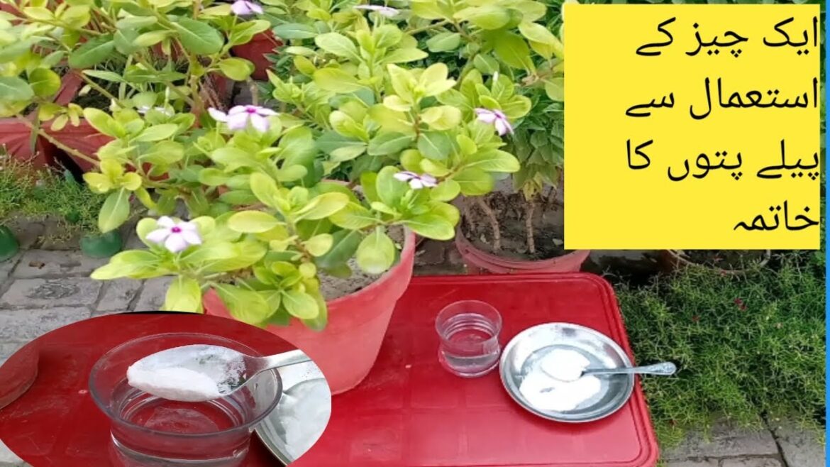 7 benefits of baking soda for plant | secret of baking soda for plants | baking soda use in Garden