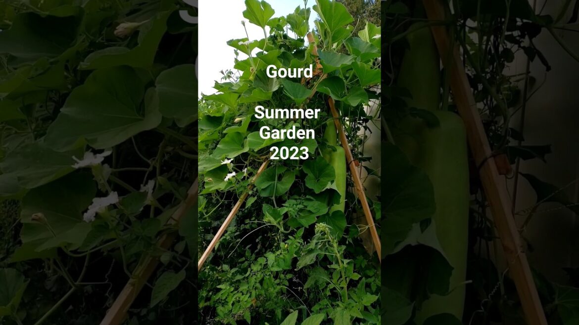 Vegetable Gardening 2023 #containergardening