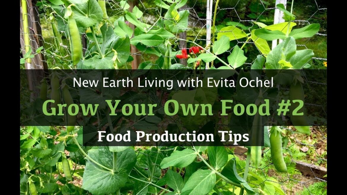 Grow Your Own Food 2 — Food Production Gardening Tips (NEL ep. 14) Grow Your Own Food 2 — Food Production Gardening Tips (NEL ep. 14)