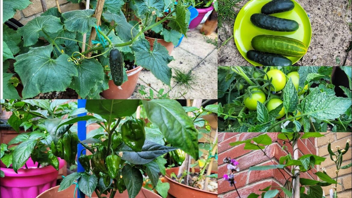 Cucumber and Other Vegetables Plant Update || Bangladeshi Vegetable Garden In UK || Shokher Bagan Cucumber and Other Vegetables Plant Update || Bangladeshi Vegetable Garden In UK || Shokher Bagan