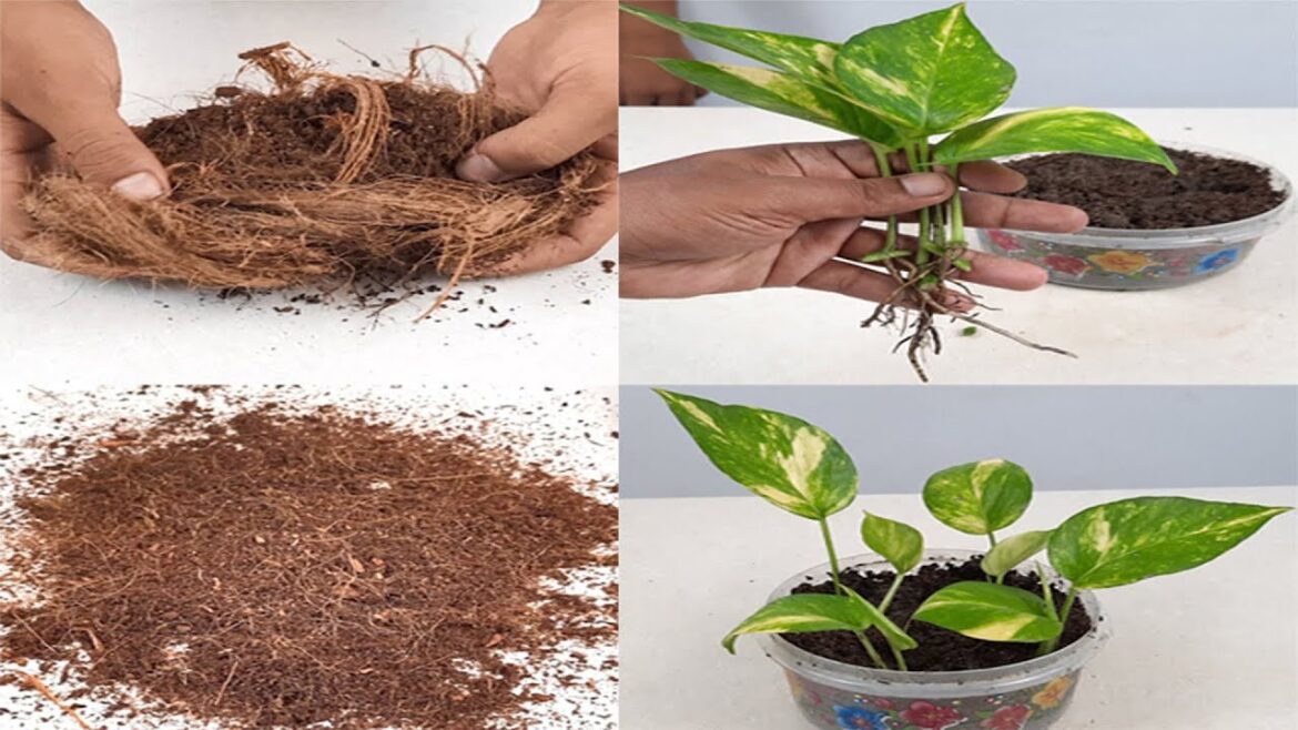 How to grow plants faster using coco peat | Use coco peat for gardening | Indoor Plants#Shorts