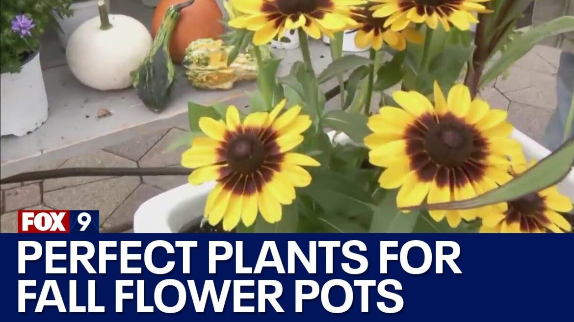Perfect plants for fall flower pots Perfect plants for fall flower pots