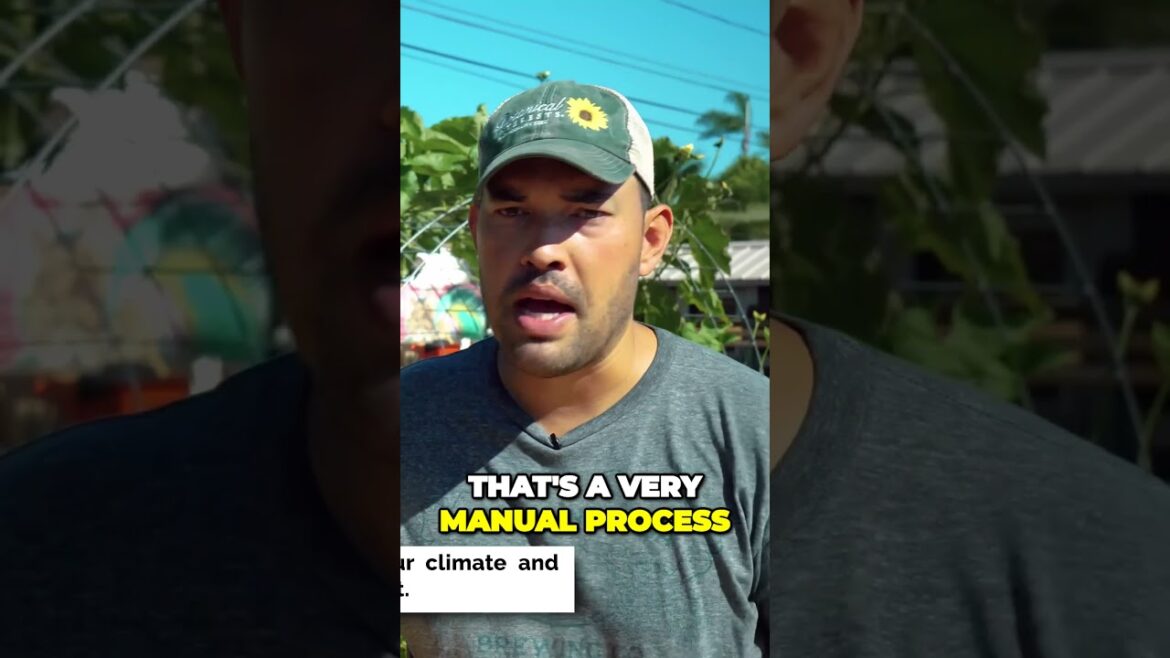 Mastering the Art of Coffee Harvesting Secrets of Perfectly Ripe Cherries Mastering the Art of Coffee Harvesting Secrets of Perfectly Ripe Cherries