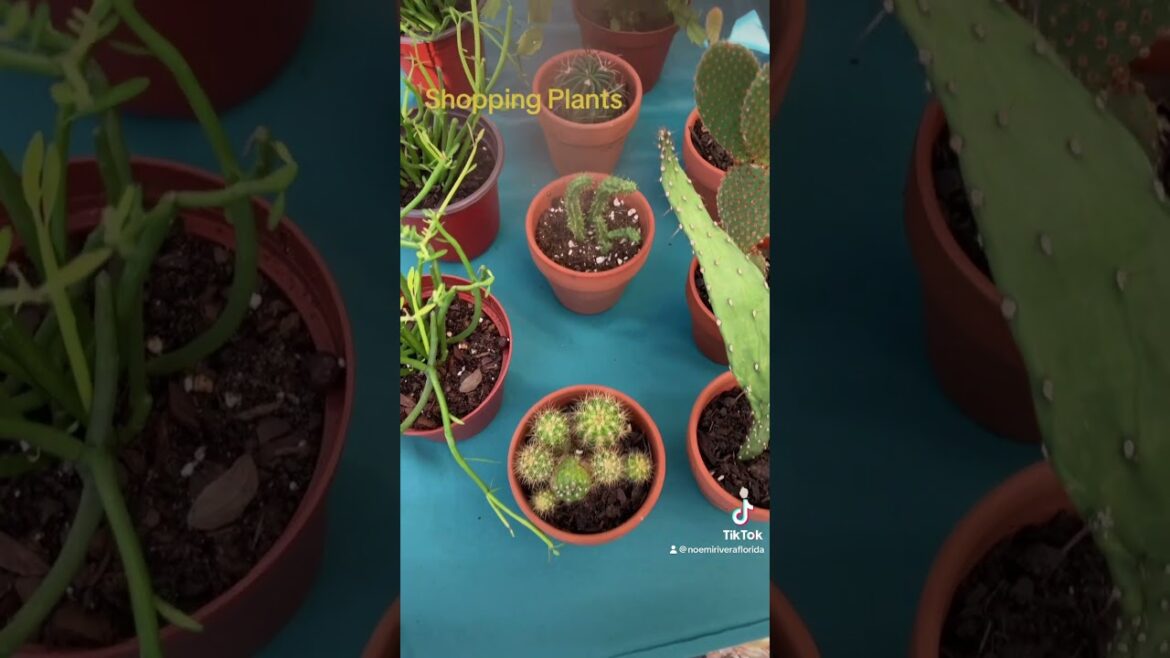 Fix my Garden Shopping for Plants #gardening