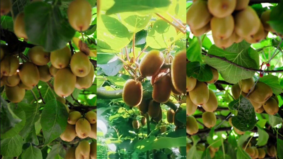 “Amazing Mini Kiwi Orchard Tour’ "Amazing Mini Kiwi Orchard Tour'