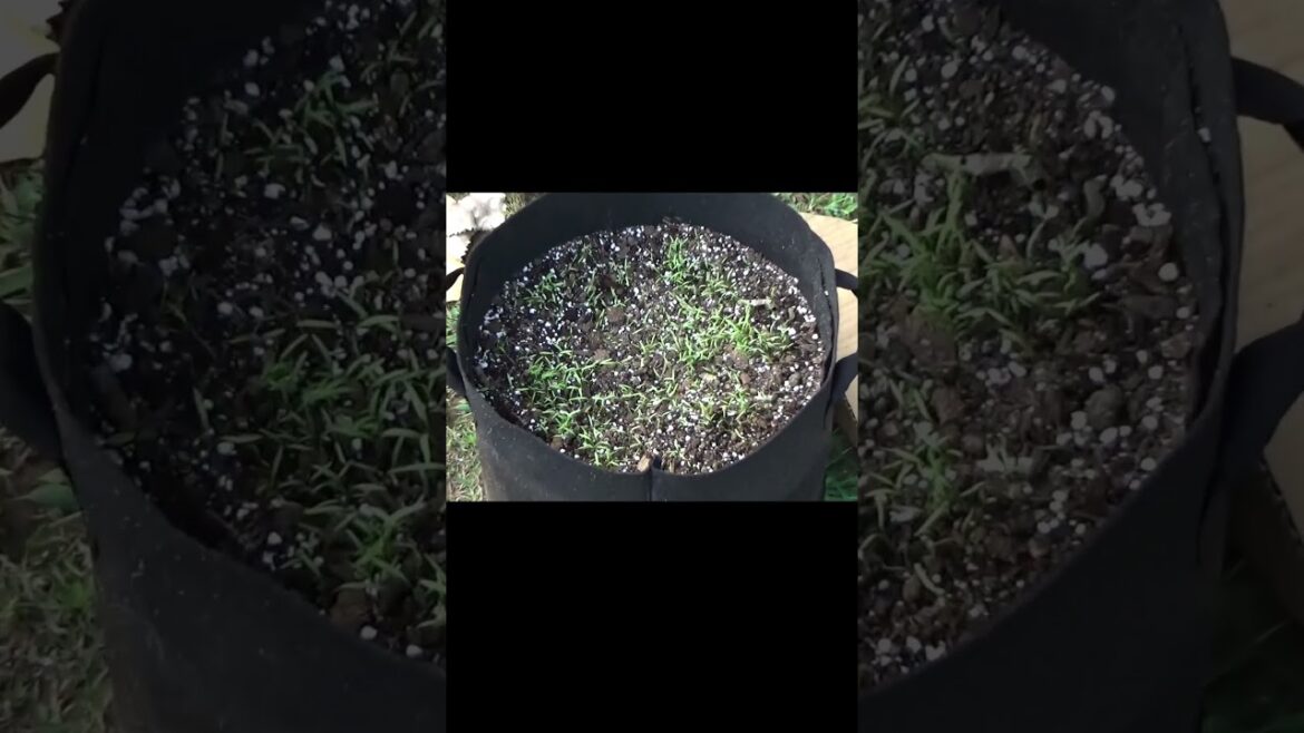 What I grow in containers #garden #gardeningtips #containergarden #planting What I grow in containers #garden #gardeningtips #containergarden #planting