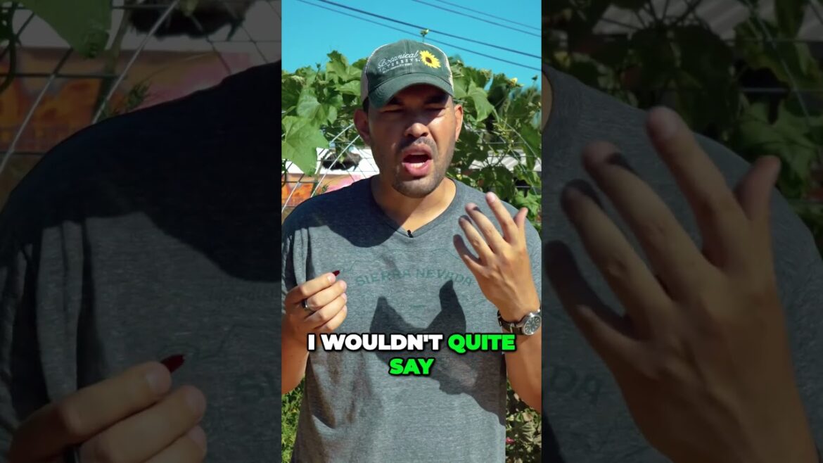 Unlocking Coffees Hidden Treasure Exploring the Delightful Caskara Drink Unlocking Coffees Hidden Treasure Exploring the Delightful Caskara Drink