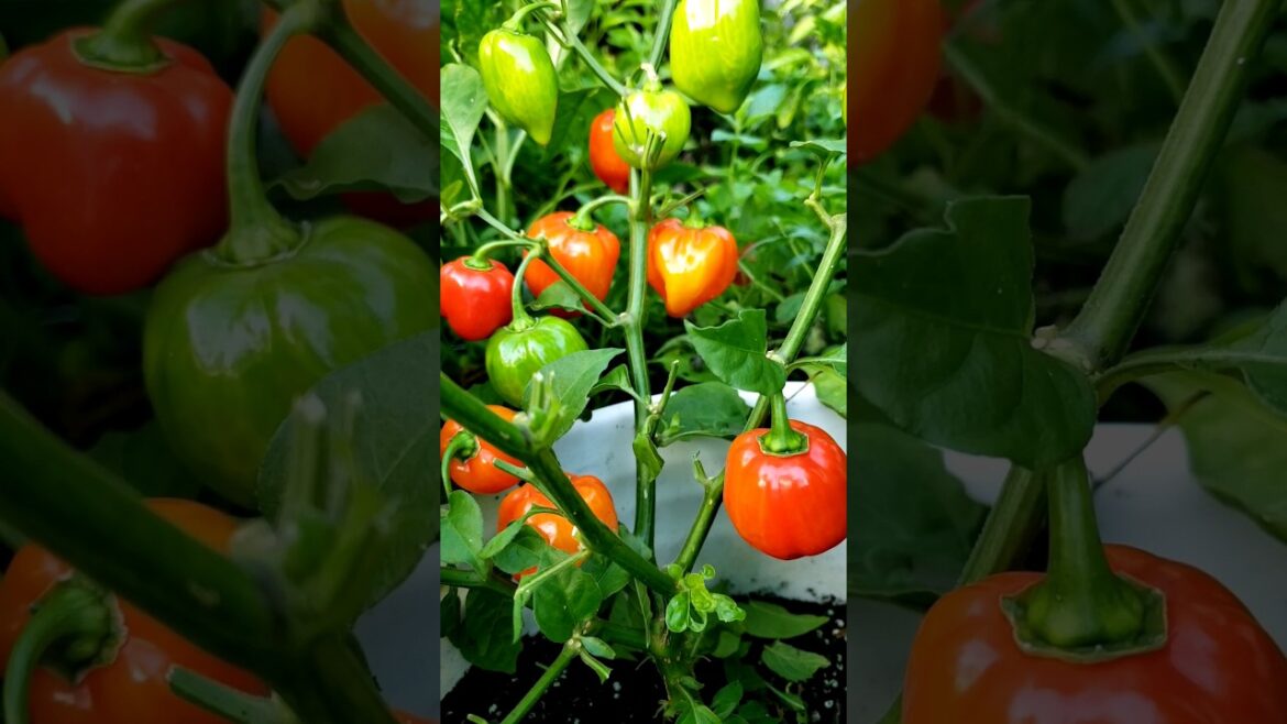 Hot Cherry Peppers #garden #containergardening
