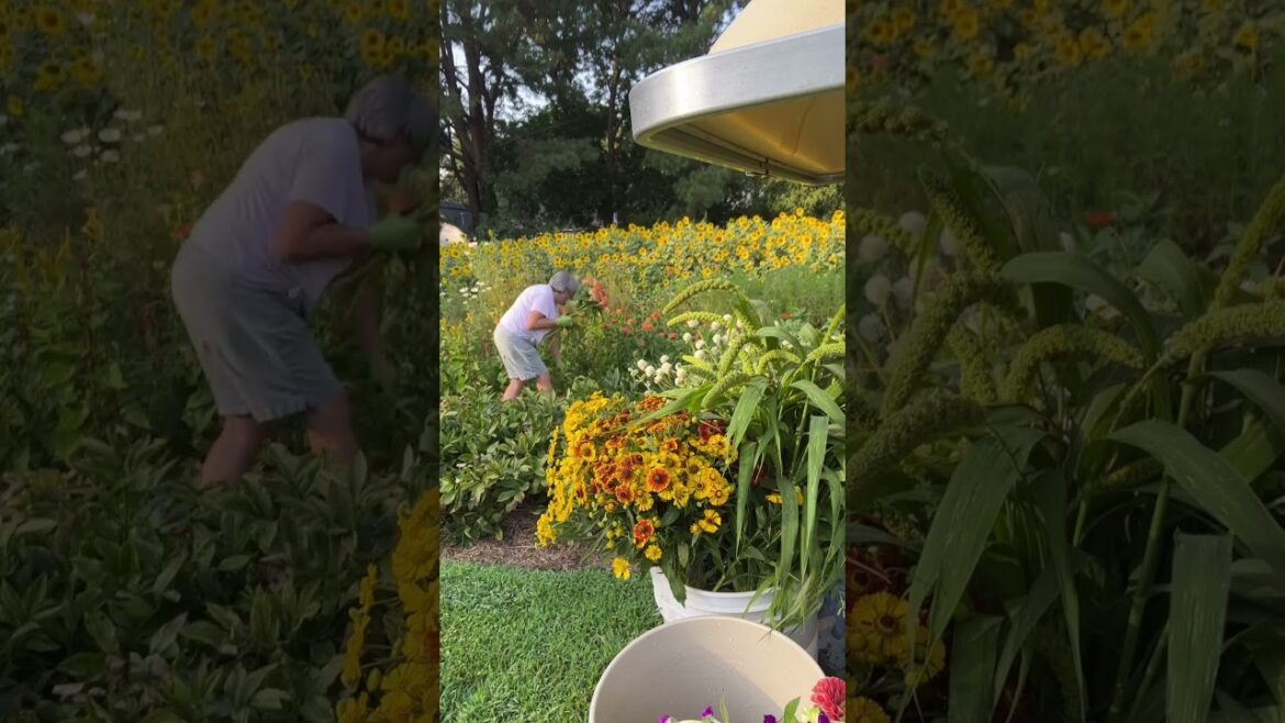 Early September harvest on my little urban flower farm