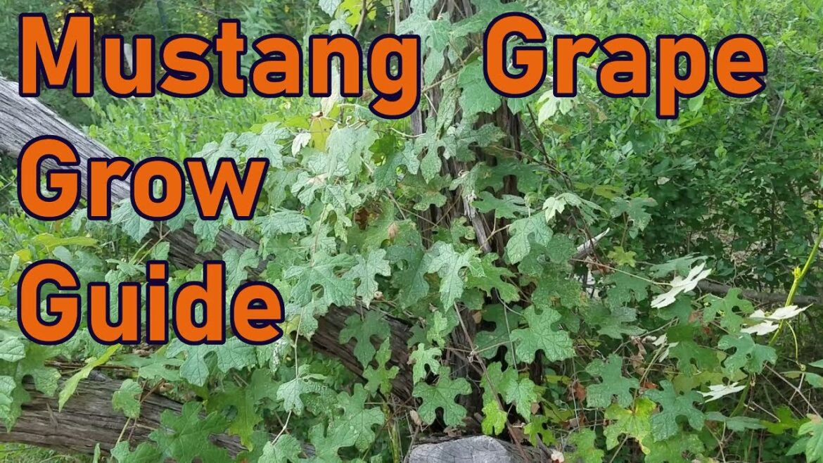 Wild Mustang Grape Grow Guide | Growing Wild Grapes From Seed | Texas Permaculture Garden
