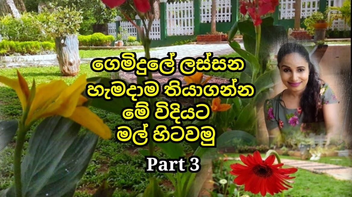 How to select and plant flowers  in a home Garden || Home Garden Tour || Srilankan Gardens 2021