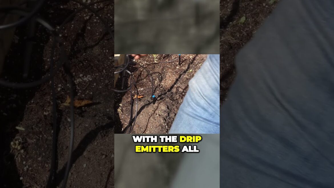 Transform Your Sprinklers: Ultimate Guide to Drip Irrigation Success | #Shorts