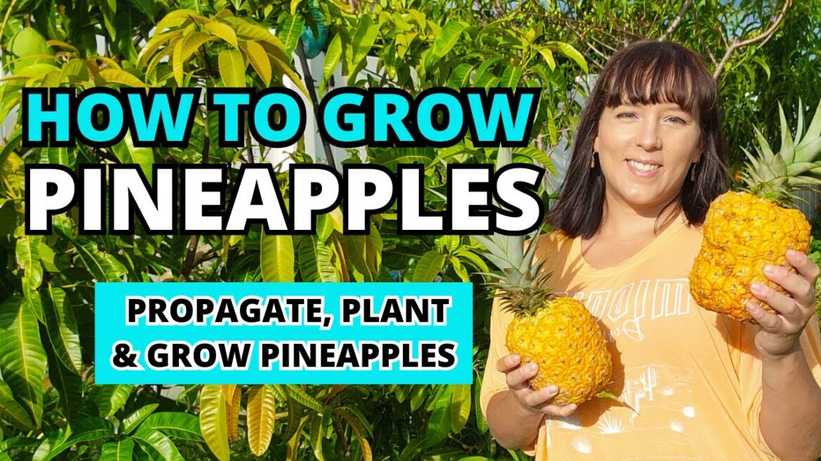 How To Grow LOTS Of Pineapples At Home - The Ultimate #pineapple  Growing Guide #garden #homegarden