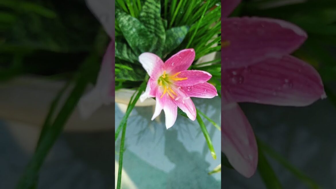 double color mix daffodil#nargis #narcissus#nature #flowers #gardening #floweringplant #garden