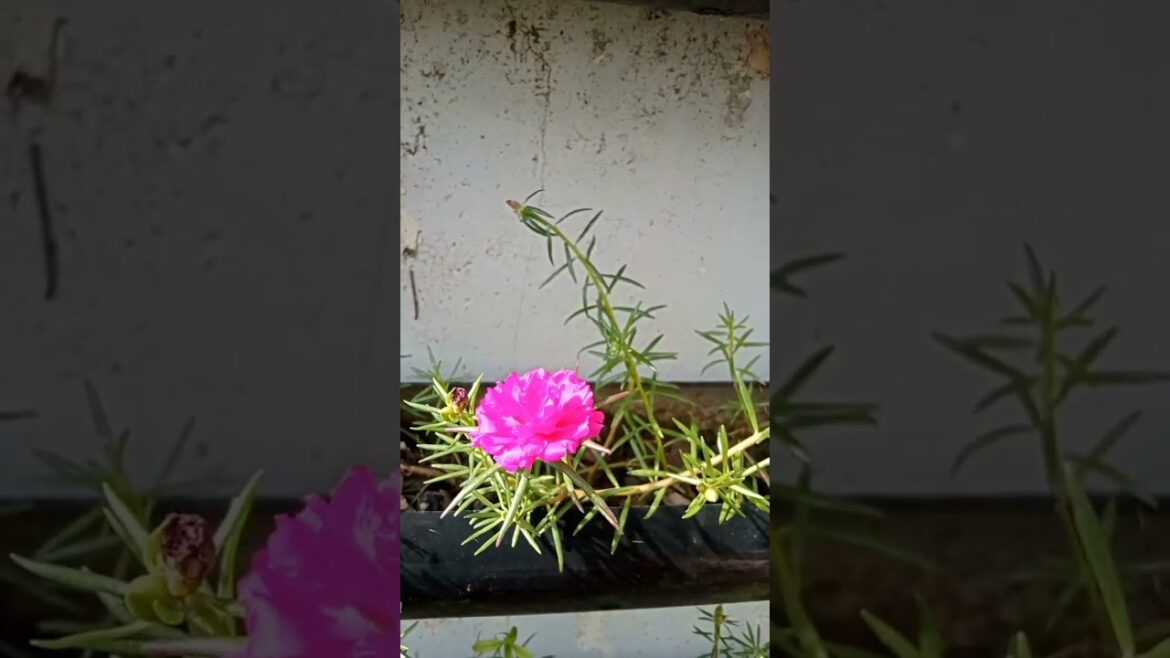 my portulaca plant #shorts my portulaca plant #shorts