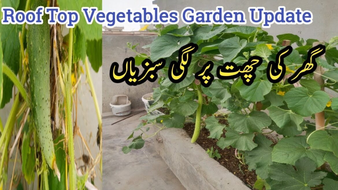 Roof Top Gardening | Home Gardening | Grow Vegetables at Home | Sunday funday | Go Green Pakistan π Roof Top Gardening | Home Gardening | Grow Vegetables at Home | Sunday funday | Go Green Pakistan π
