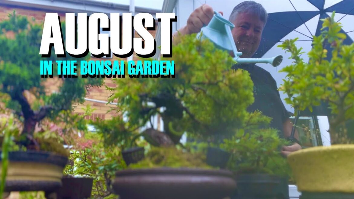 August Feelz in The Bonsai Garden