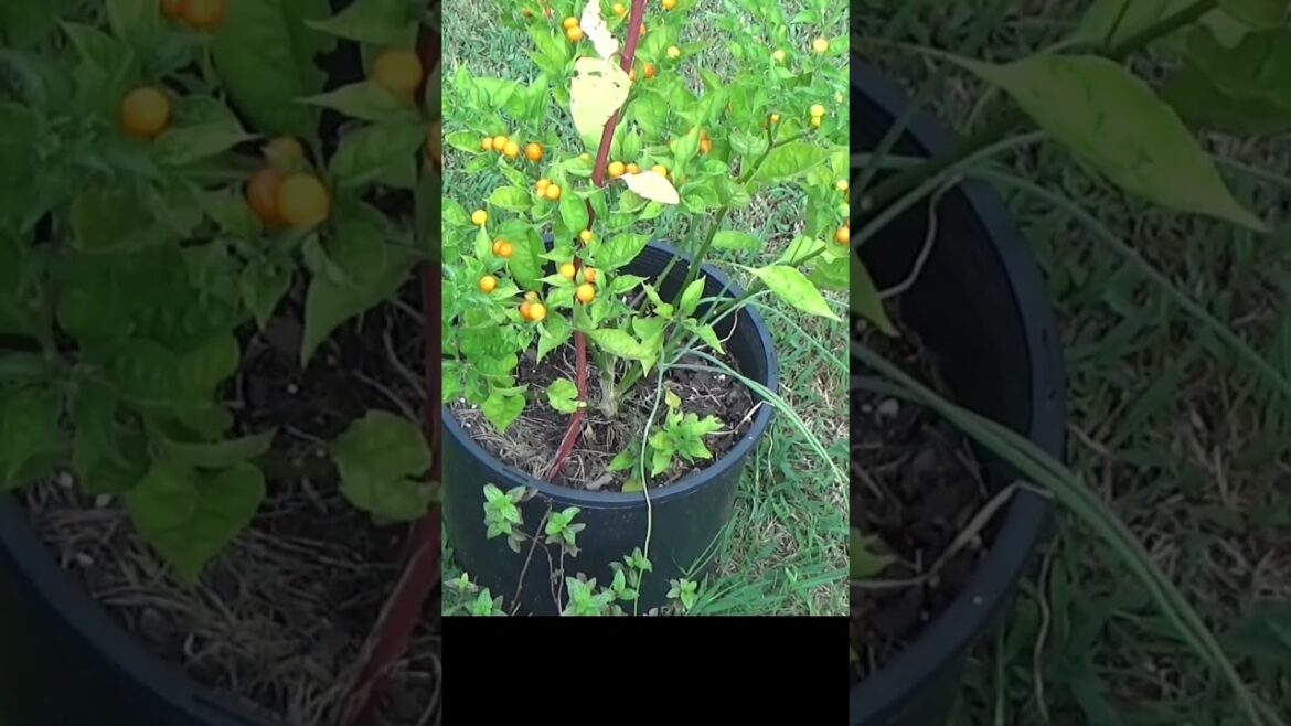 I will use more containers in my garden #gardeningtips #garden #containergarden #planting I will use more containers in my garden #gardeningtips #garden #containergarden #planting