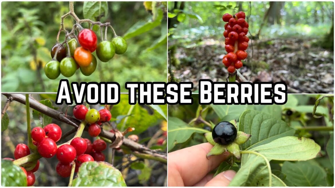Poisonous Berries to Avoid