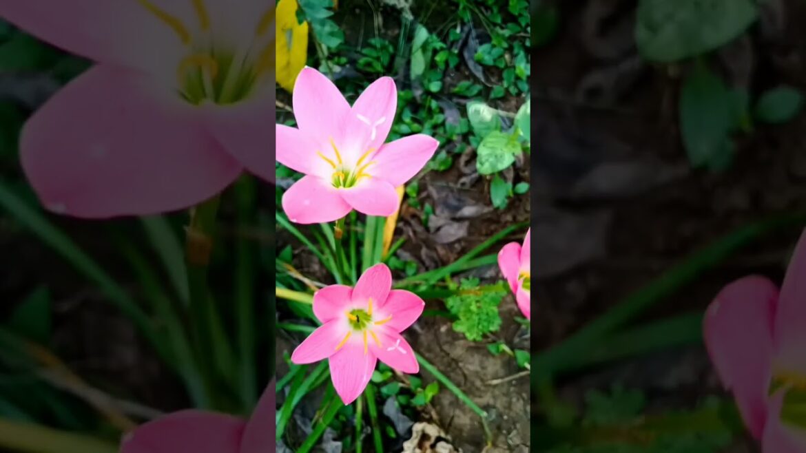 Rain Lily flower shorts video #shorts