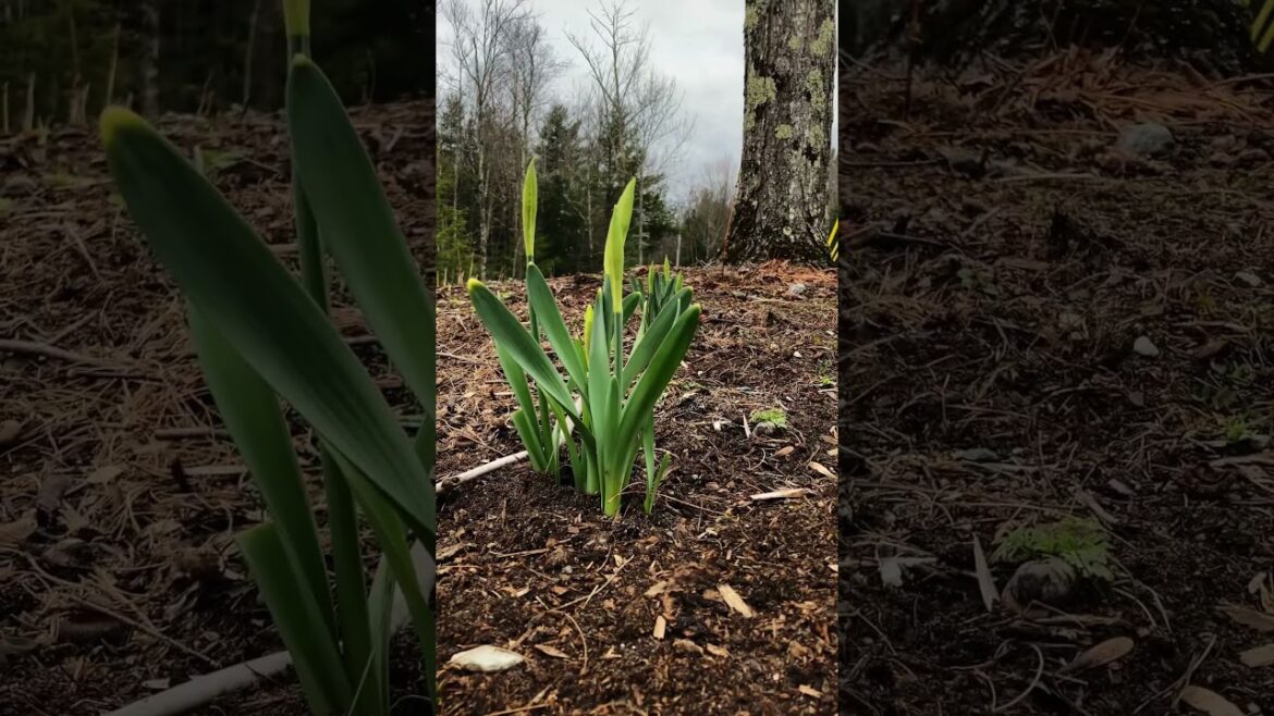 Gardening tips #garden #gardentips #cutflowers #veggies #localflowers #protectingyourgarden Gardening tips #garden #gardentips #cutflowers #veggies #localflowers #protectingyourgarden