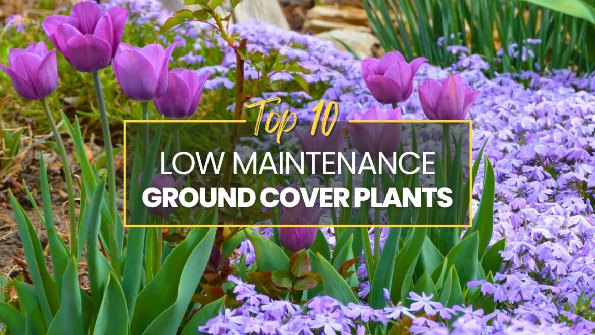 Elevate Your Garden Design with 10 Low Maintenance Ground Cover Plants | Gardening Tips Elevate Your Garden Design with 10 Low Maintenance Ground Cover Plants | Gardening Tips