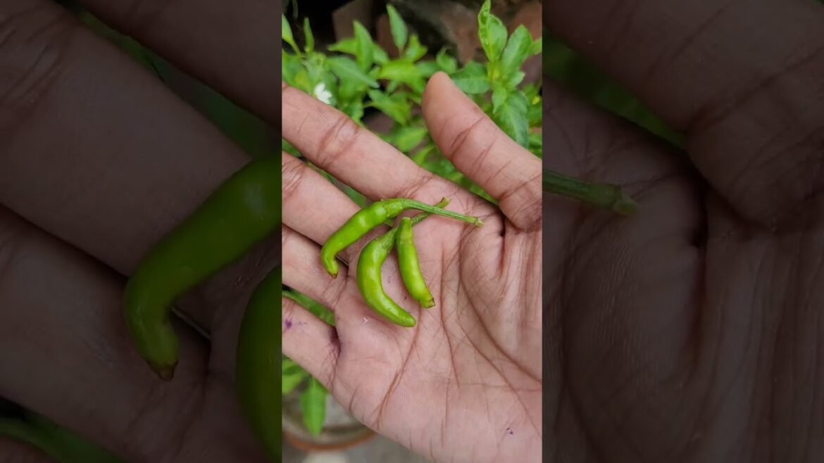 vegetable harvesting | organic vegetable harvesting | sabzi ki harvesting #shorts #shortsfeed