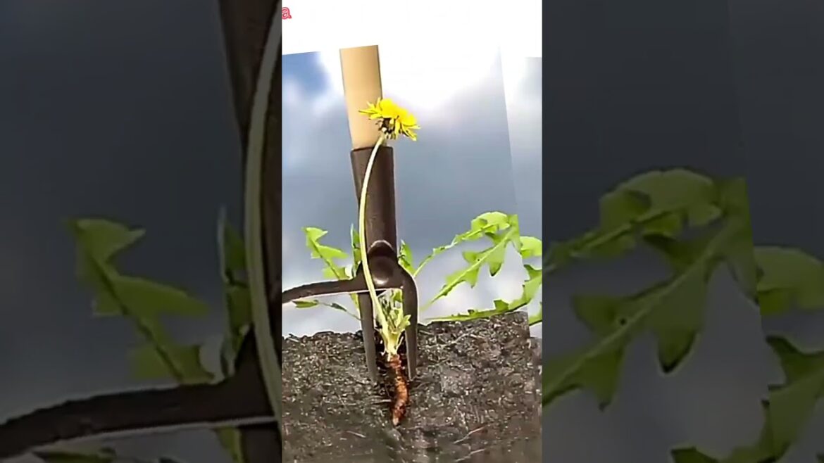 gardening tool  herramienta de jardinería #shorts#viral