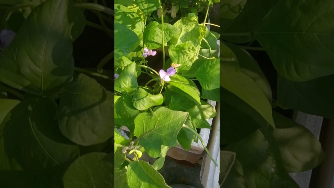 Heavy fruits In Lobia Plant #shorts #short #gardening Heavy fruits In Lobia Plant #shorts #short #gardening