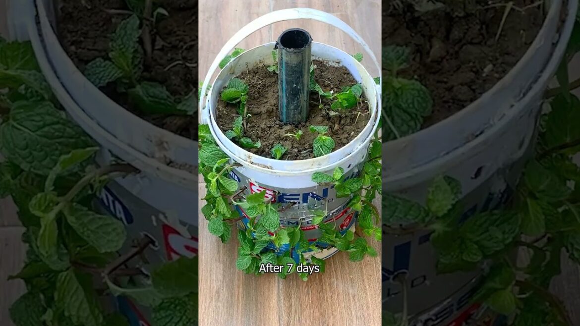 Creative and smart, Tips for growing mint and herbs for those without a garden